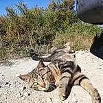 Chat, Plante, Ciel, Carnivore, Felidae, Herbe, Faon, Moustaches, Small To Medium-sized Cats, Terrestrial Animal, Automotive Tire, Museau, Queue, Sand, Landscape, Soil, Domestic Short-haired Cat, Poil, Patte, Foot
