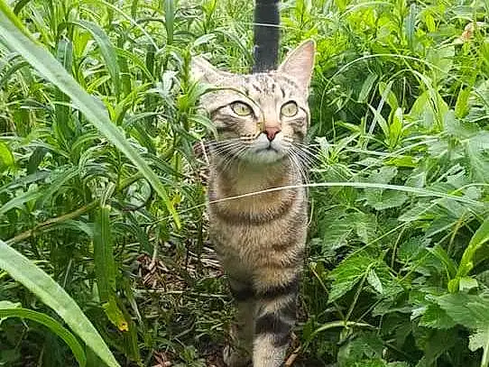 Plante, Chat, Plant Community, Carnivore, Small To Medium-sized Cats, Felidae, Terrestrial Plant, Moustaches, Herbe, Faon, Terrestrial Animal, Shrub, Groundcover, Queue, Museau, Domestic Short-haired Cat, Poil, Grassland, Garden