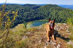 Nom Berger Malinois Chien Oural