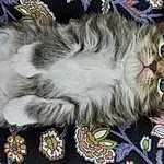 Chat, Photograph, Felidae, Small To Medium-sized Cats, Carnivore, Moustaches, Faon, Museau, Poil, Patte, Queue, Domestic Short-haired Cat, Griffe, Pattern, Terrestrial Animal, Photography