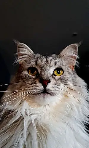Nom Maine Coon Chat Pepete
