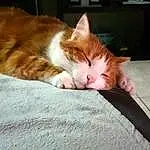Chat, Felidae, Carnivore, Small To Medium-sized Cats, Comfort, Moustaches, Bois, Faon, Museau, Queue, Domestic Short-haired Cat, Human Leg, Poil, Sieste, Linens, Bedding, Patte, Sleep, Hardwood