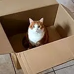 Brown, Chat, Shipping Box, Felidae, Carnivore, Bois, Fenêtre, Moustaches, Small To Medium-sized Cats, Packing Materials, Faon, Hardwood, Box, Carton, Packaging And Labeling, Pet Supply, Beige, Cardboard, Plywood, Domestic Short-haired Cat