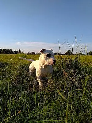 Nom American Staffordshire Terrier Chien Fly