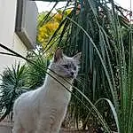 Chat, Plante, Felidae, Carnivore, Small To Medium-sized Cats, Herbe, Faon, Moustaches, Terrestrial Plant, Museau, Queue, Arbre, Domestic Short-haired Cat, Road Surface, Poil, Terrestrial Animal, Arecales, Shrub, Flowering Plant, Metal