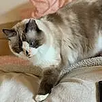 Chat, Yeux, Felidae, Comfort, Carnivore, Small To Medium-sized Cats, Grey, Balinais, Moustaches, Faon, Thai, Museau, Queue, Poil, Domestic Short-haired Cat, Patte, Griffe, Foot