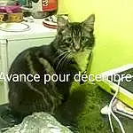 Chat, Carnivore, Felidae, Moustaches, Comfort, Small To Medium-sized Cats, Museau, Poil, Domestic Short-haired Cat, Kitchen Appliance, Herbe, Font, Légende de la photo, Terrestrial Animal, Assis, Griffe, Queue, Bottle, Handwriting
