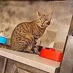Chat, Cabinetry, Carnivore, Felidae, Moustaches, Small To Medium-sized Cats, Bois, FenÃªtre, Museau, Major Appliance, Kitchen Appliance, Queue, Domestic Short-haired Cat, Home Appliance, Shelving, Cat Supply, Kitchen, Poil, Rectangle, Room