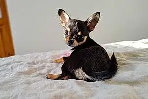 Nom Chihuahua Chien Mac