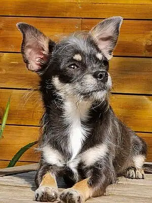 Nom Chihuahua Chien Fiby