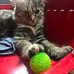 Chat, Carnivore, Sports Equipment, Moustaches, Small To Medium-sized Cats, Felidae, Domestic Short-haired Cat, Comfort, Baballe, Poil, Tennis Ball, Recreation, Pattern, Patte, Griffe, Jouets, Play, Queue