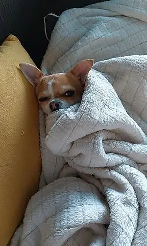 Nom Chihuahua Chien Pakita