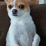 Chien, Race de chien, Carnivore, Moustaches, Chien de compagnie, Faon, Terrestrial Animal, Museau, Toy Dog, Dog Supply, Poil, Canidae, Queue, Working Animal, Nail, Corgi-chihuahua, Chihuahua, Non-sporting Group, Ancient Dog Breeds