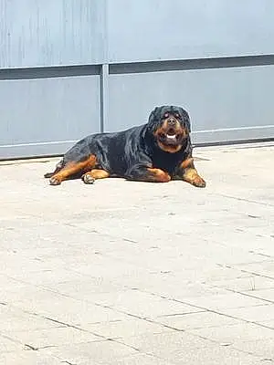 Rottweiler Chien O'Connor