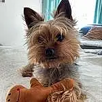 Chien, Race de chien, Carnivore, Dog Supply, Liver, Chien de compagnie, Faon, Oreille, Museau, Working Animal, Toy Dog, Bois, Canidae, Poil, Petit Terrier, Yorkshire Terrier, Biewer Terrier, Holiday, Terrier