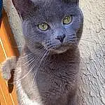 Chat, Carnivore, Bleu russe, Felidae, Small To Medium-sized Cats, FenÃªtre, Grey, Moustaches, Museau, Domestic Short-haired Cat, Poil, Electric Blue, Varnish, Hardwood, Terrestrial Animal, Bois