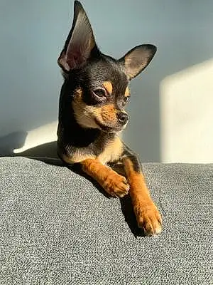 Nom Chihuahua Chien Reina