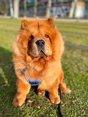 Nom Chow Chow Chien Robby