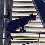 Chat, Light, Fenêtre, Felidae, Carnivore, Line, Small To Medium-sized Cats, Tints And Shades, Moustaches, Bois, Museau, Queue, Glass, Metal, Electric Blue, Fixture, Poil, Domestic Short-haired Cat, Shadow, Stairs