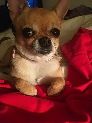 Nom Chihuahua Chien Maddie