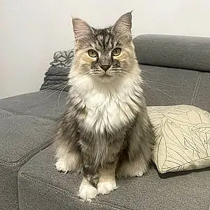 Nom Maine Coon Chat Roma