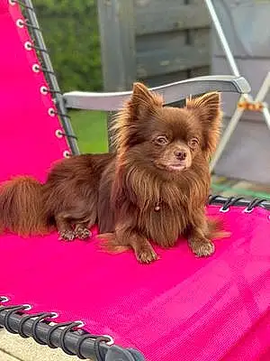 Nom Chihuahua Chien Pastis