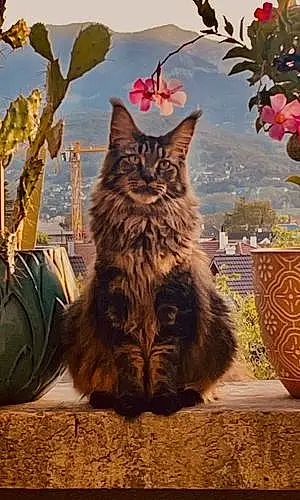 Nom Maine Coon Chat Tom