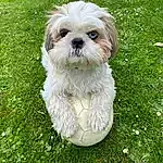 Chien, Race de chien, Carnivore, Liver, Shih Tzu, Chien de compagnie, Faon, Herbe, Toy Dog, Working Animal, Museau, Terrier, Groundcover, Petit Terrier, Plante, Dog Supply, Poil, Mal-shi, Water Dog