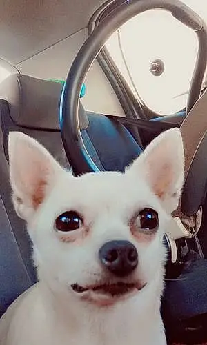 Nom Chihuahua Chien Julia