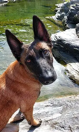 Nom Berger Malinois Chien Orca