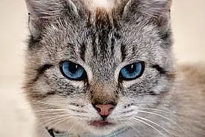 Ojos Azules Chat Mimiskaya