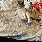 Sleeve, Plante, Carnivore, Felidae, Faon, Race de chien, Chien de compagnie, Fleur, Linens, Small To Medium-sized Cats, Comfort, Bedding, Pattern, Poil, Art, Bed Sheet, Chat, Canidae, Petal, Visual Arts