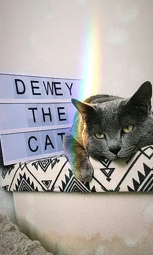 Nom Chat Dewey