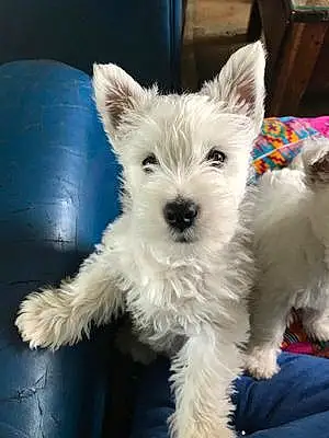 Nom West Highland White Terrier Chien Stuart