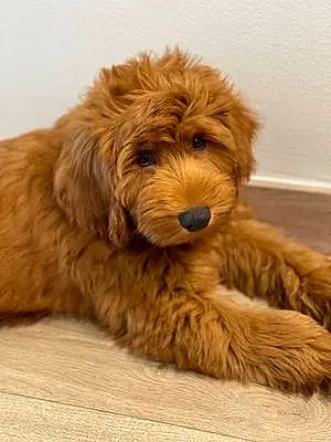 Labradoodle Chien Spike
