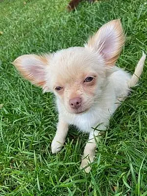 Herbe Chihuahua Chien Tobby