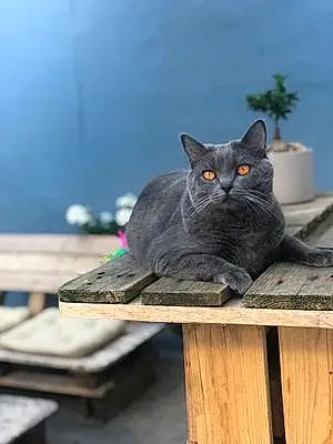 Nom Chartreux Chat Pippa