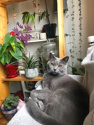 Nom Chartreux Chat Namour