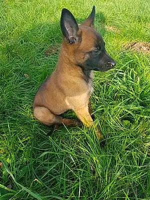 Nom Berger Malinois Chien Piper