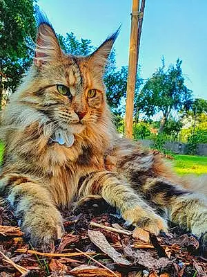 Nom Maine Coon Chat Plouf