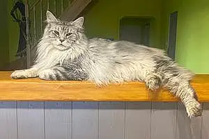 Nom Maine Coon Chat Pandore