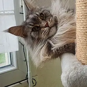 Nom Maine Coon Chat Melchior
