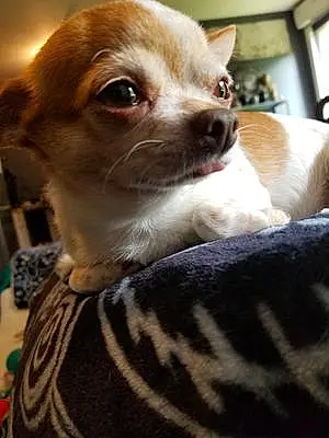 Chihuahua Chien Diego