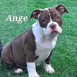 Nom American Bully Chien Ange