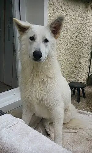 Nom Berger Blanc Suisse Chien Louping