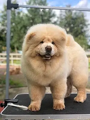 Nom Chow Chow Chien Sweet
