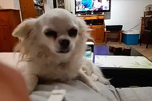 Nom Chihuahua Chien Joy
