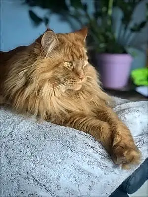 Nom Maine Coon Chat Mooki