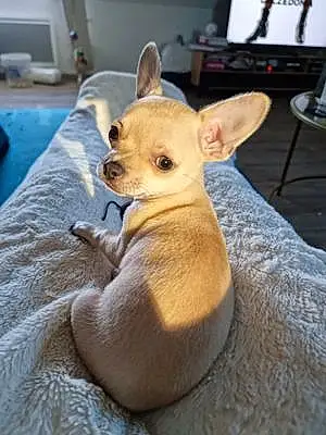 Nom Chihuahua Chien Mouche