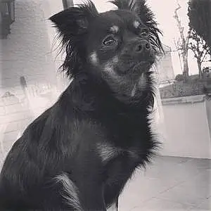 Nom Chihuahua Chien Poppie